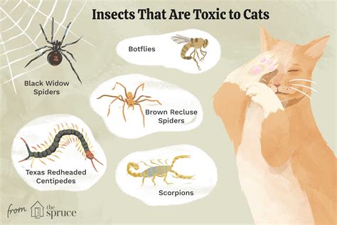 are seller spider bites dangerious to cats